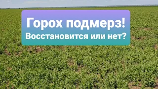 Зимующий горох НС Мороз