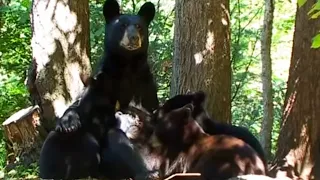 Black Bear Mother and Cubs Caught on Camera | Bears | Spy in the Woods | BBC Earth