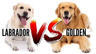 Golden Retriever VS Labrador Retriever- Which Breed is Best For You