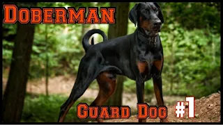 Dobermann - Der Wächter Nummer 1