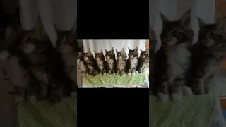 Funny cat - 56 - Cute cats compilation - Funniest cats - cute kitten - cat lovers #shorts #cat