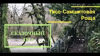 Сказочный Лес. Тисо-Самшитовая Роща Сочи. Хоста