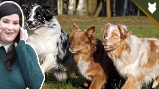 ARE AUSTRALIAN SHEPHERD GOOD FOR FIRST TIME OWNERS