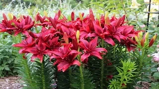 The Most Beautiful Lily Flowers in the World