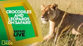 Crocodiles and Leopards on Safari! | Safari Live