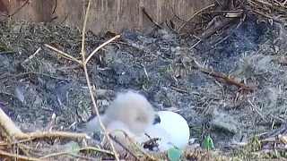 Kassikakk::Eagle Owl~Owlets alone at home~7:24 pm 2023/04/27