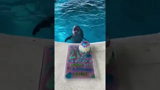 It's Dolphin Birthday🐬🎂🎈 #shorts #dolphin #dolphins #funny #youtubeshorts #short #shortvideo #viral