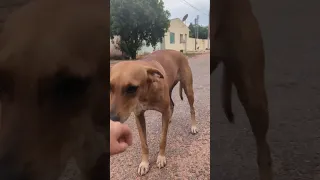 Slowly gaining trust ❤️ #shorts #dog #animals #cachorro #cute