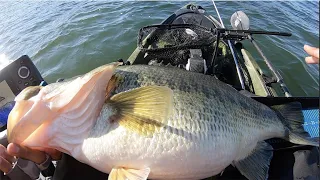 Fat Trout Eating Bass on a Big Swimbait | 22" 8.9lb | Northern California