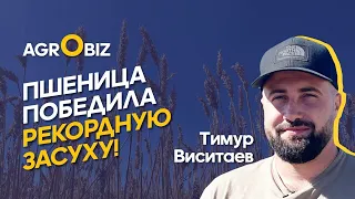 Засухоустойчивые сорта пшеницы для климата ВКО — как получить более 40 ц/га? | Виситаев