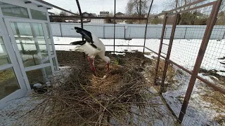 Второе яйцо в рязанском доме белого аиста