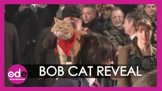 A Street Cat Named Bob: 'Bob whacked the director'