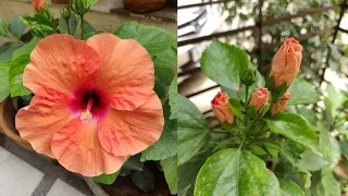 Hibiscus plant के बारे में powerful tips - जमकर flowering होगी