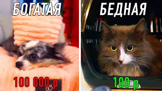 Что купить собаке и кошке на 100 и 100 000 рублей в зоомагазине? Подарки Дешево Дорого питомцам