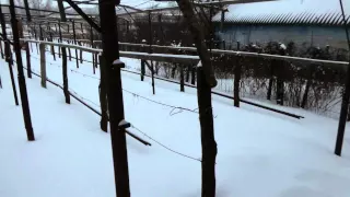 Укрытие лоз винограда снегом.