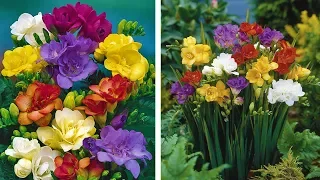 How to Grow Freesias: Summer Garden Guide