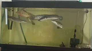 giant snakehead feeding pellets