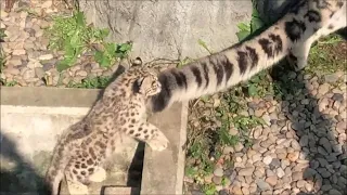 旭山動物園 ユキヒョウ（ジーマと赤ちゃん）しっぽで遊びたいけど