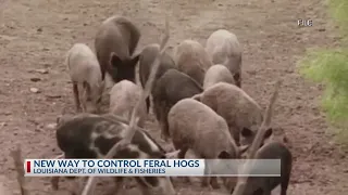 LSU patents a pig poison for feral hogs
