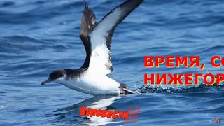 Буревестник. Первый выпуск