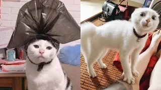 FUNNY ANGRY CATS 🐱😹- TRY NOT TO LAUGH!!! - Funny Pets