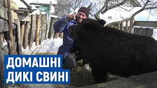 Житель Конятина, що на Сосниччині, розводить вдома диких свиней