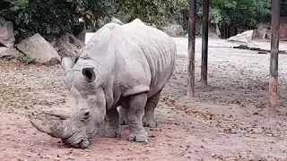 Beautiful, black rhino and white rhino/safaripark Dvůr králové nad labem, czech republic