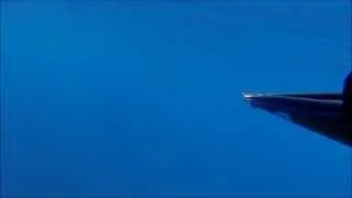 Marlin encounter on the go pro