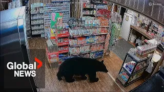 Bear walks into BC convenience store, steals bag of gummies: "He had a sweet tooth"