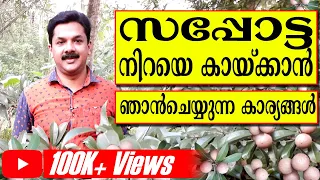 Chikoo Farming | Suppotta Krishi | സപ്പോട്ട നിറയെ കായ്ക്കാൻ ഞാൻ ചെയ്യുന്ന കാര്യങ്ങൾ