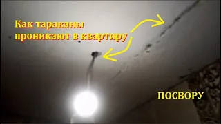 Как тараканы проникают в квартиру и где прячутся.