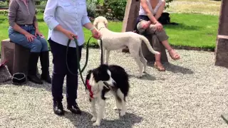 TTouch techniques for leading your dog. TTouch Tips Advent Calendar Day 23