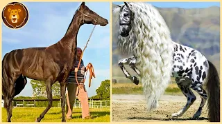 Los 13 Caballos Más Caros Que Te Dejarán Boquiabierto