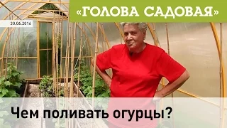 Голова садовая - Чем поливать огурцы?