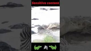 Zebra's face ripped by crocodile #shorts