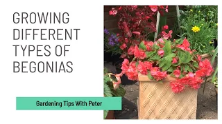 Growing Different Types of Begonias | Garden Ideas | Peter Seabrook
