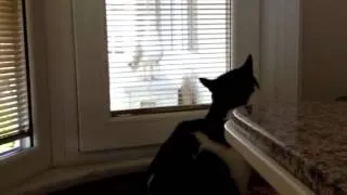 Cat talks to seagull :)