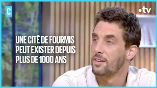 La vie secrète des fourmis - C l’hebdo la suite - 09/04/2022