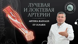 Артерии верхней конечности. Лучевая и локтевая артерии / arteria radialis et ulnaris