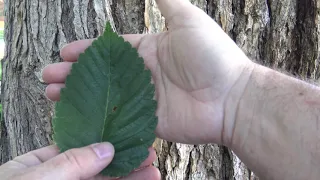 Identifying American elm