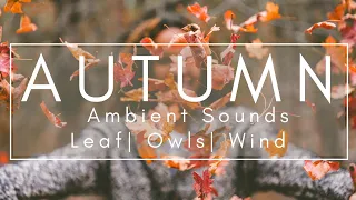 Autumn Ambient Sounds | to help fall asleep, stress relief | Fall leaves, Owls, Wind