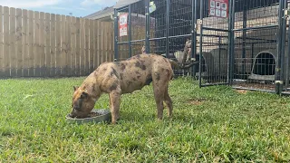 Hyena Pitbull Roxie is pregnant??? ❤️🤞🏾🙏🏽 #nbf