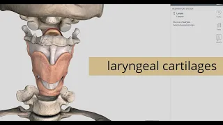 Laryngeal Cartilages | Larynx | Anatomy