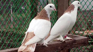 Красивые бакинский бойные голуби 🕊️