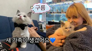 We Adopted a Cat! Korean Guy and US Girl Couple Vlog