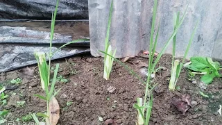 How to Propagate a "Napier Grass"