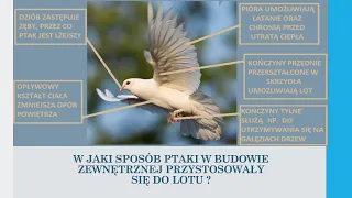 Ptaki - kręgowce zdolne do lotu (biologia, szkoła podstawowa)