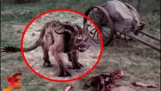 Top 5 Most Mysterious & Strangest Creatures Caught In China