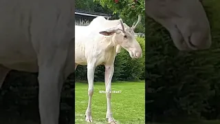 BEAUTIFUL Albino Moose VS. Lawn Mower! #Shorts