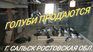 // ГОЛУБИ // В ГОСТЯХ У ГУЛЕВСКОГО ЮРИЯ. 11.03.2021.Г. Г. САЛЬСК РОСТОВСКАЯ ОБЛ "